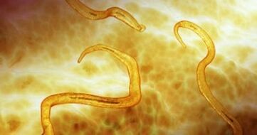 pinworm paraziti v človeškem telesu