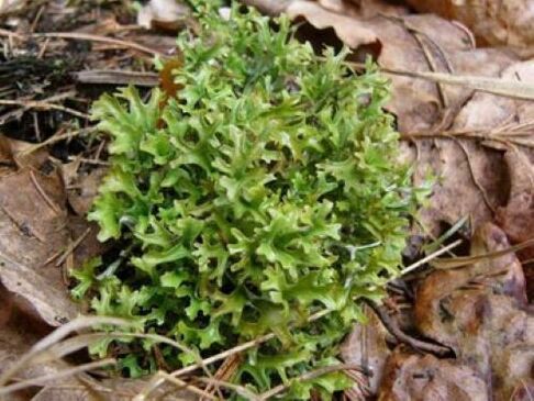 cetraria od parazitov v telesu