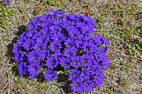 mrzlica koren od parazitov v telesu