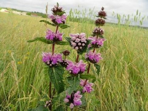 rastlina železove rude pred paraziti v telesu