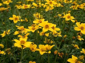 vrsto parazitov v telesu