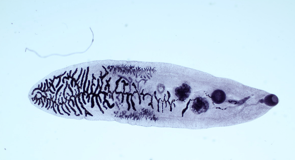 Parazit iz razreda metljajev (trematod)