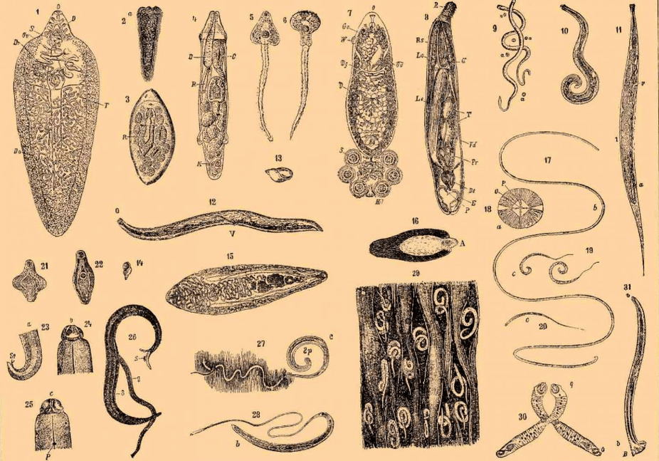 Vrste črvov, ki živijo v telesu